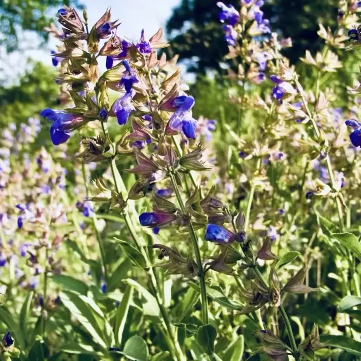 Sage is a great pollinator attractor for food forests and orchards