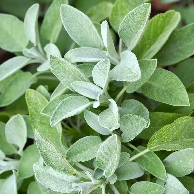 Common Culinary Sage Bare Root Cuttings for Sale