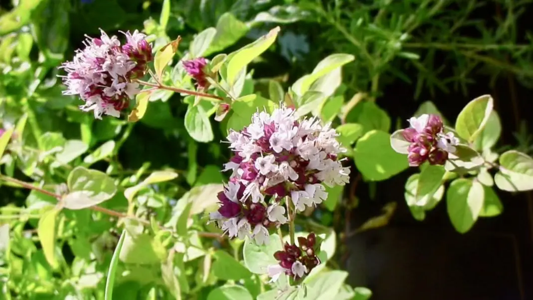Origanum vulgare