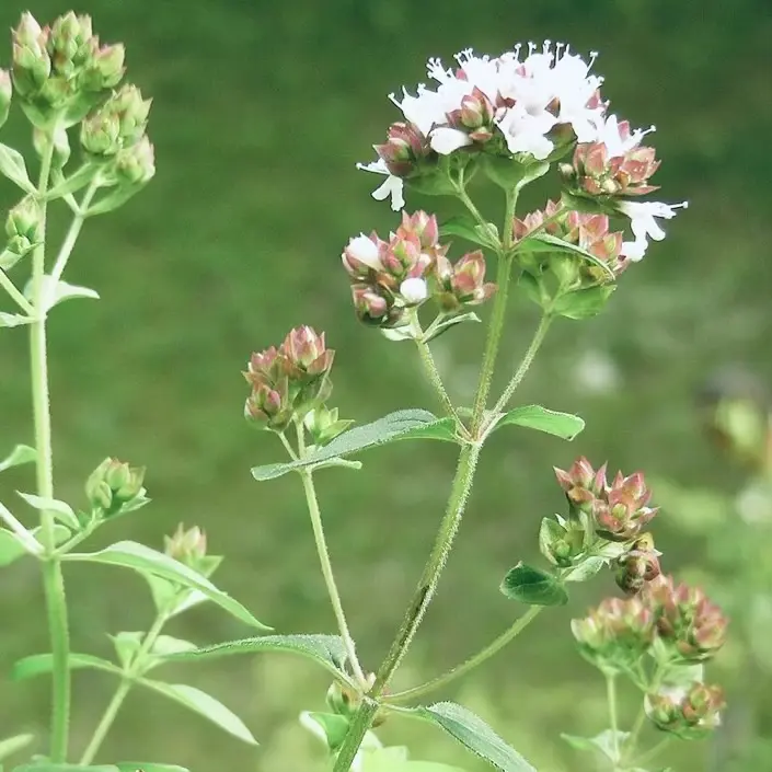 Oregano flowers attract beneficial insects and pollinators to orchards and edible landscapes