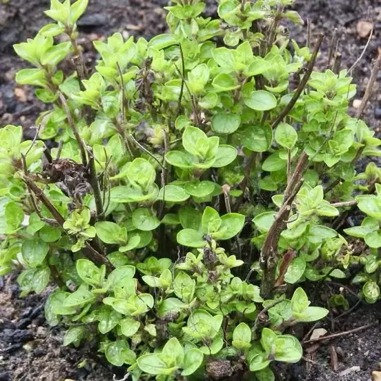 Bare root organic oregano