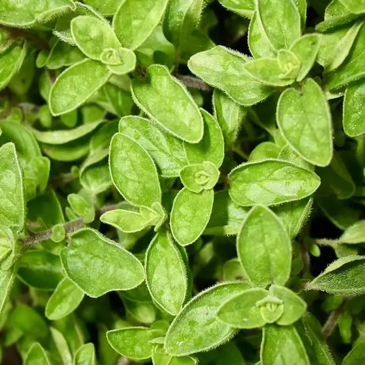 Buy Organic Oregano Plants – Bare Root Perennial Culinary Herb