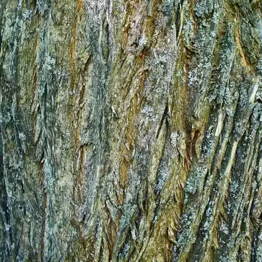 Osage Orange bark pattern