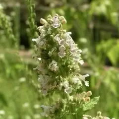 Nepeta cataria are an attraction for pollinator insects to food forests