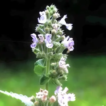 Catnip flowers attract pollinators to edible landscapes