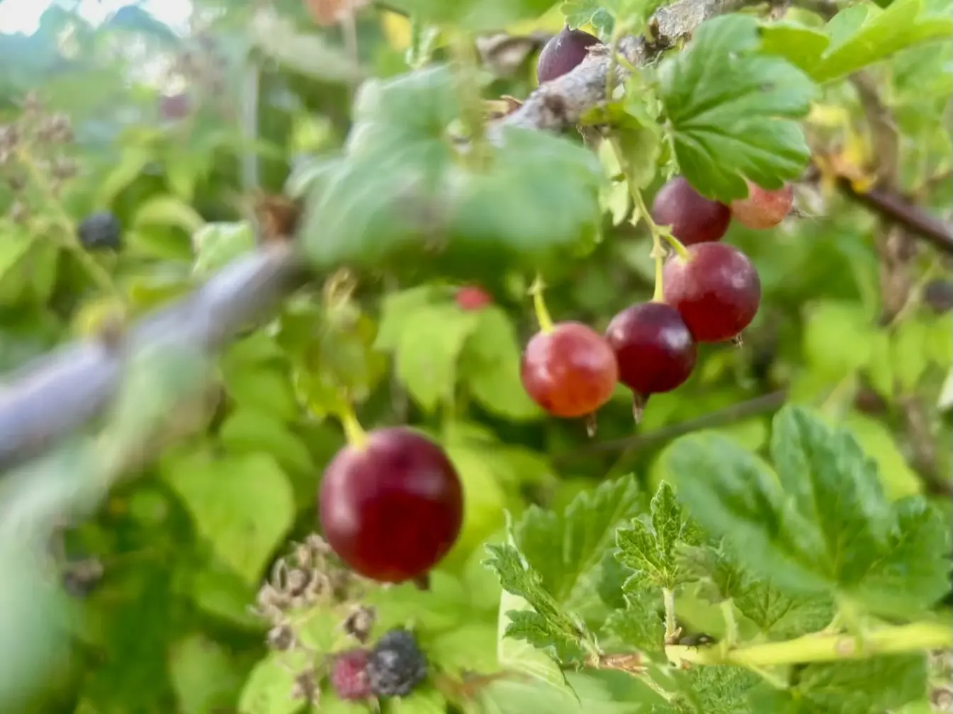 Gooseberry Plants for Sale