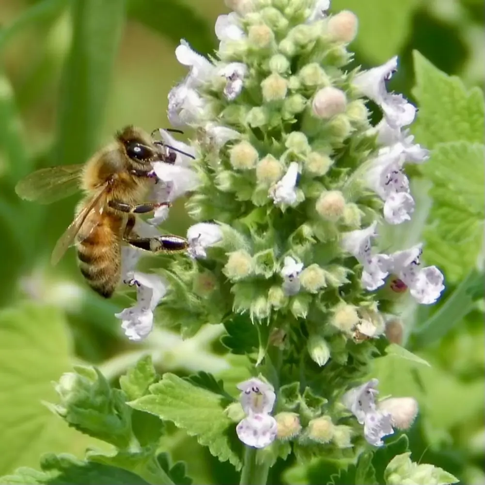 Bare Root Catnip Plants