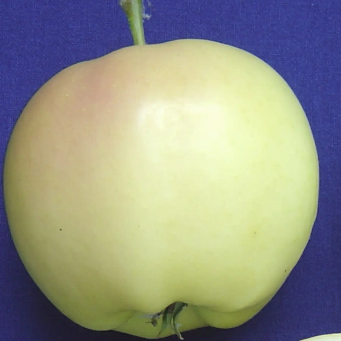 Pristine Apples are one of the best tasting early ripening apple varieties
