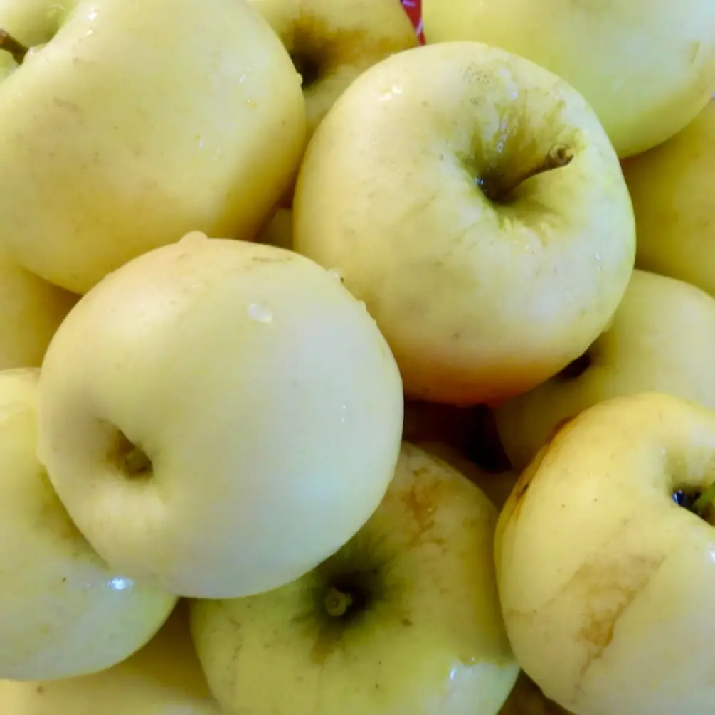 Pristine Apple Scionwood for Grafting