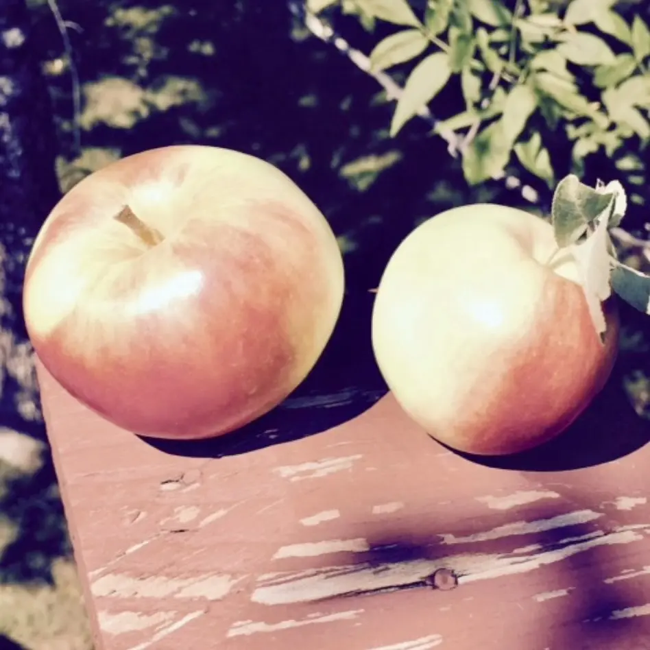 Yellow & Red Disease Resistant Sansa Apple varieties ripen in August