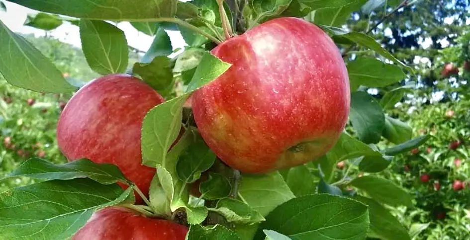 Malus domestica ‘Sansa’