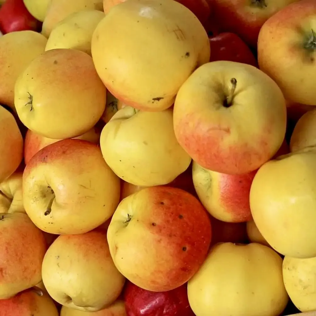 Sansa Apple Scion Wood for Grafting