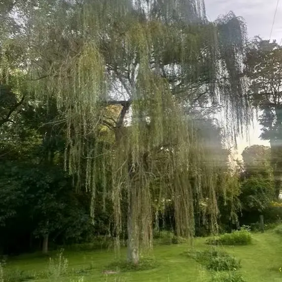 Bare root weeping willow tree for sale at BearFruit Nursery