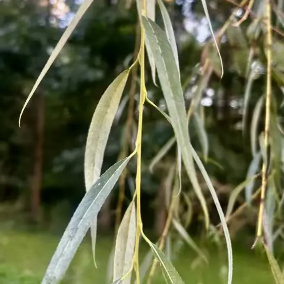 Weeping willow branches providing shade and wildlife habitat
