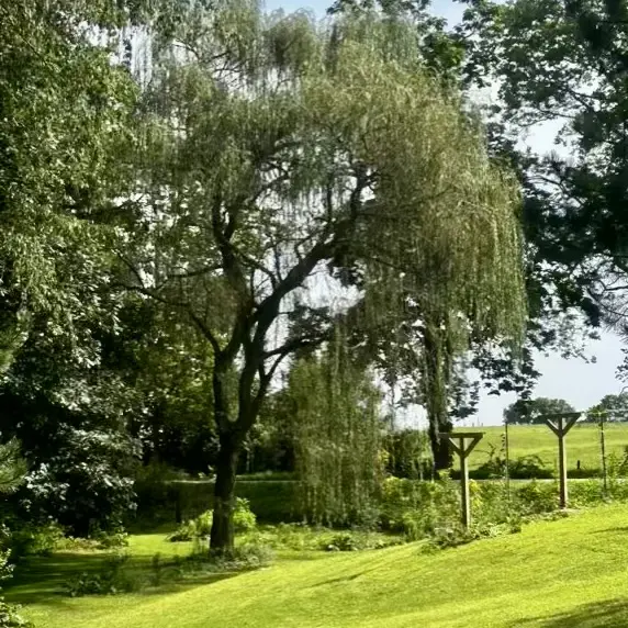 Bare Root Weeping Willow Trees for Sale
