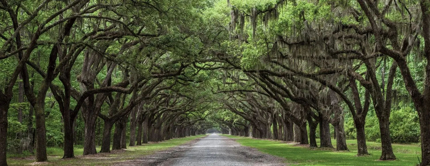oak tree lane