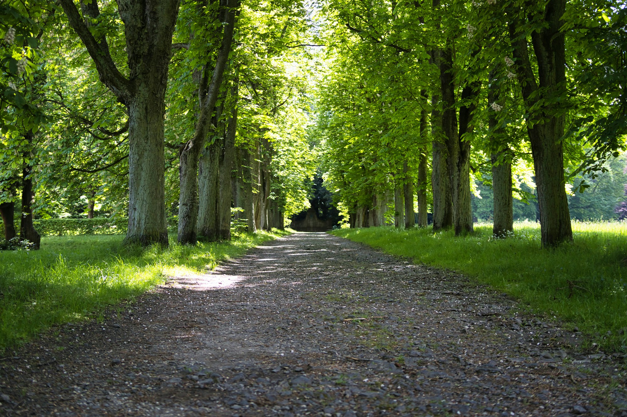 A bright, sunlit tree-lined path, symbolizing a clear long-term path for Roth conversion and retirement tax strategy