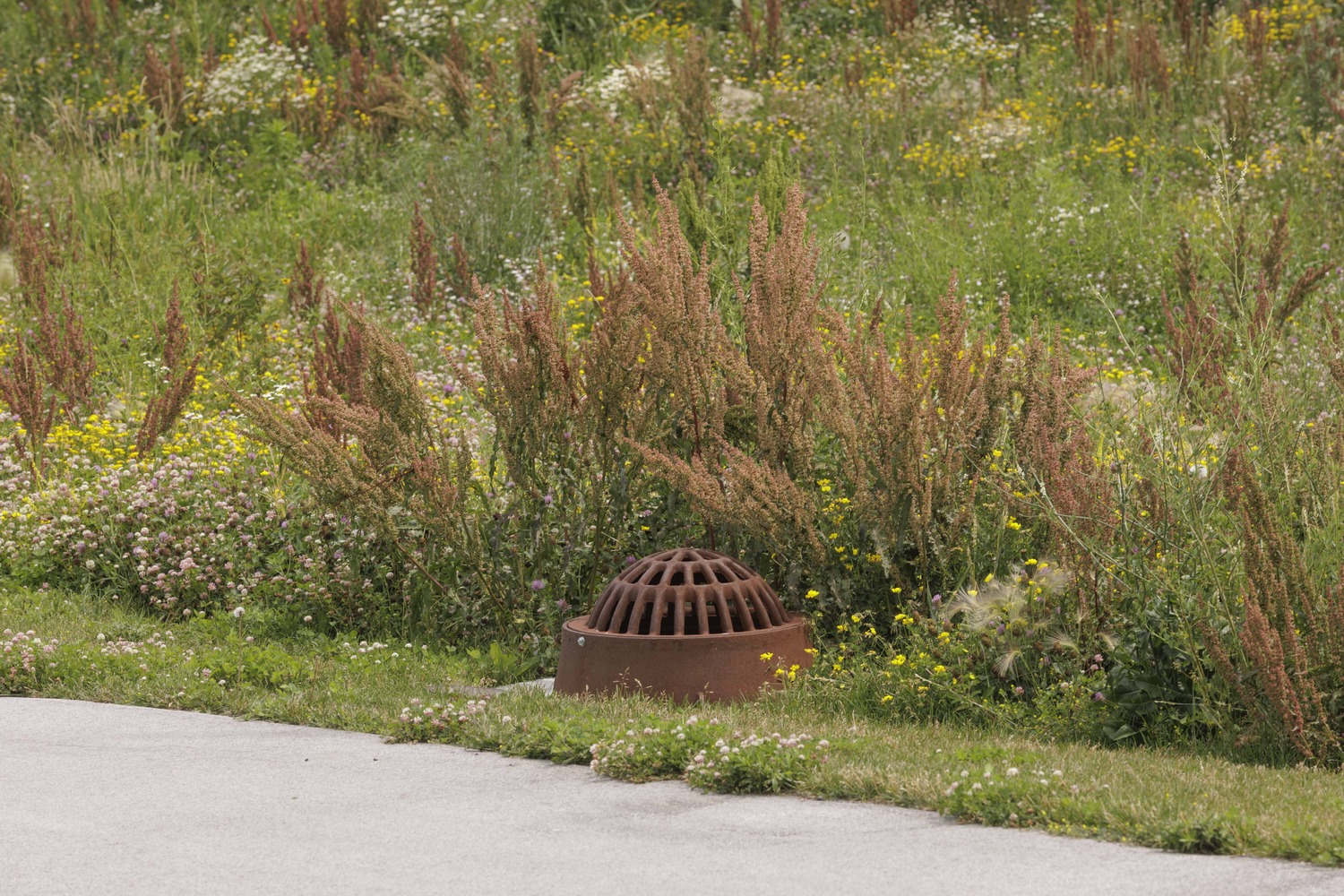 drain surrounded by native plants 