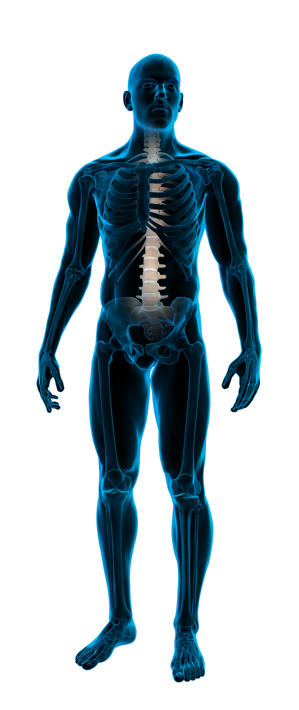 Anatomische röntgenfoto van een menselijk lichaam met focus op de wervelkolom.