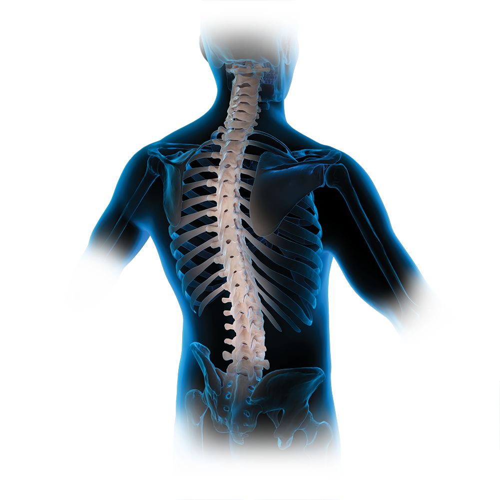Anatomische röntgenfoto van een menselijk bovenlichaam in rugaanzicht met focus op de wervelkolom.