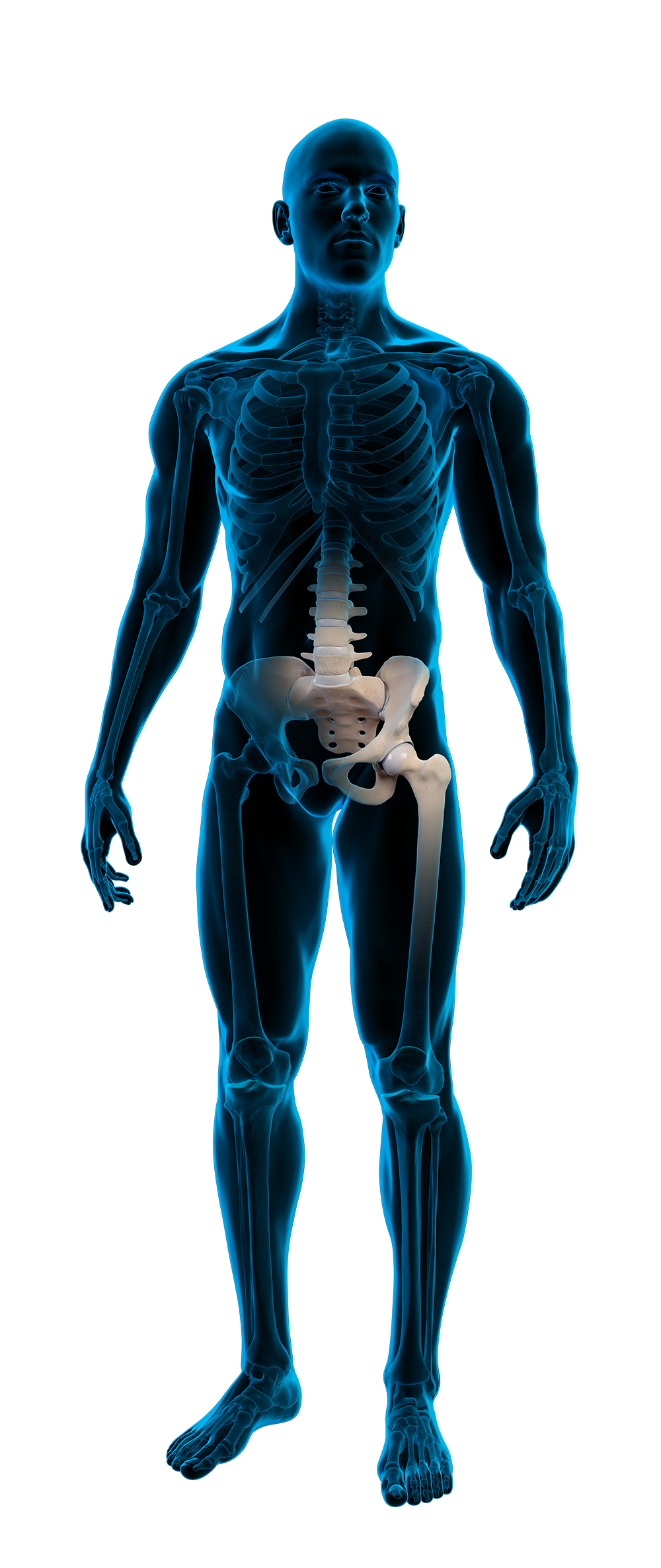 Anatomische röntgenfoto van een menselijk lichaam met focus op de heup.