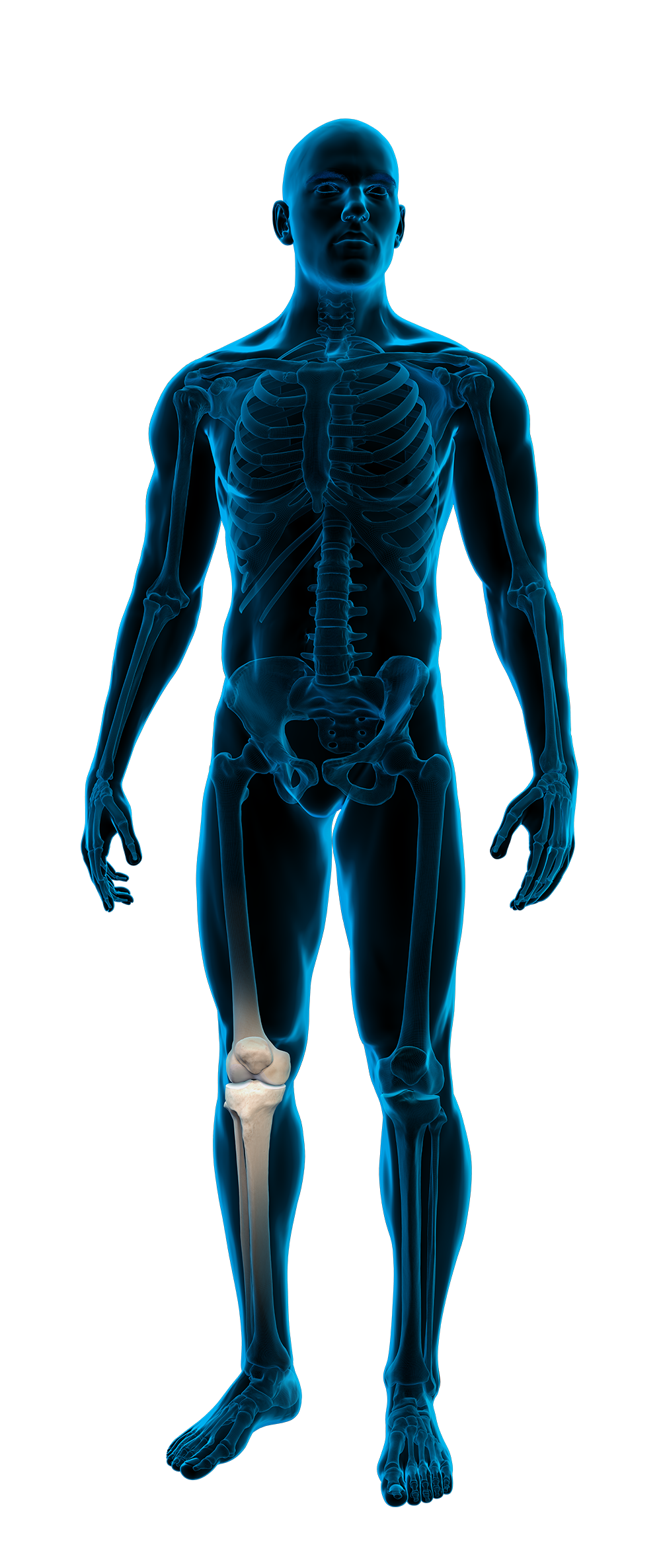 Anatomische röntgenfoto van een menselijk lichaam met focus op de knie.