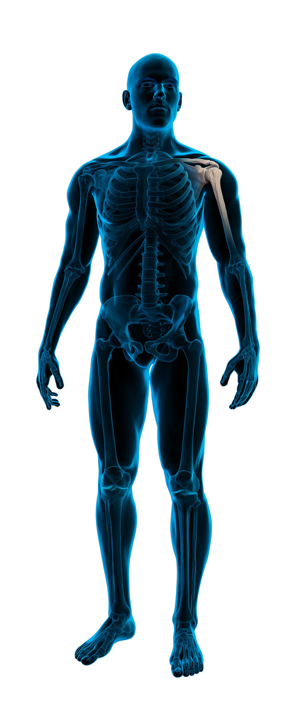 Anatomische röntgenfoto van een menselijk lichaam met focus op de schouder.