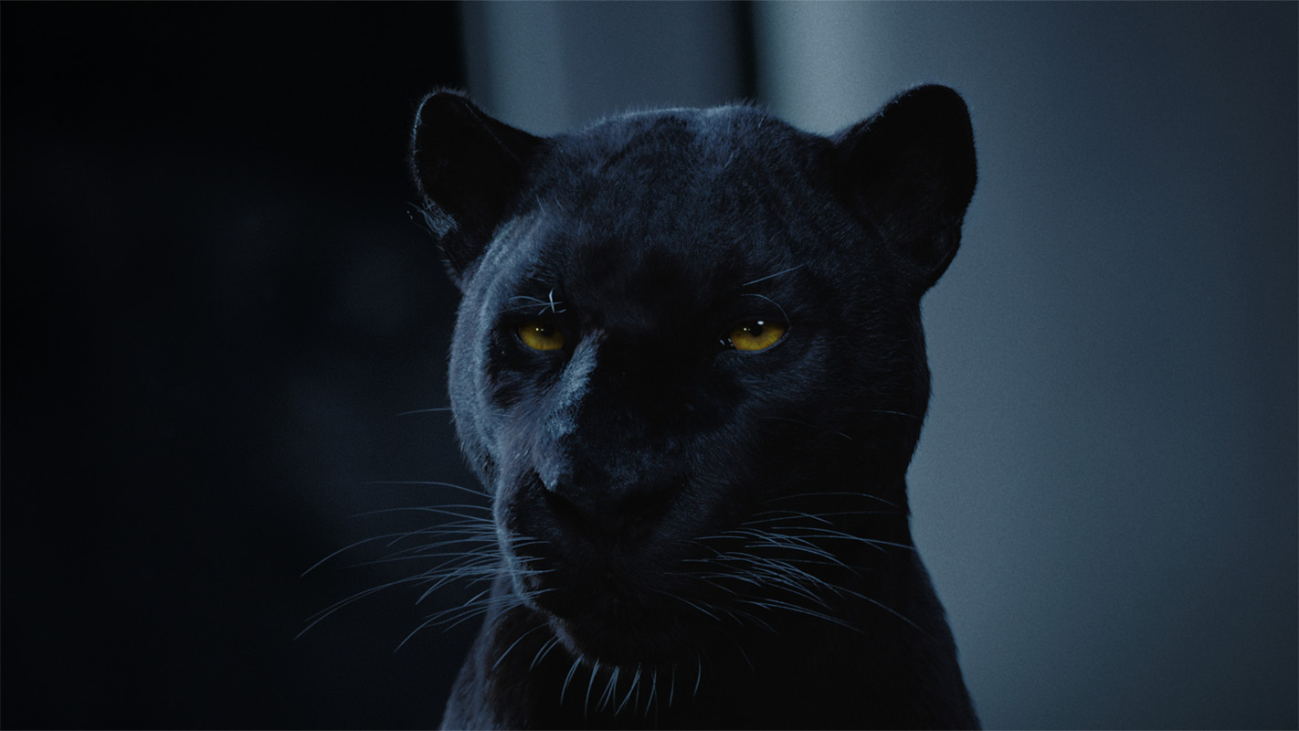 Imagefilm der Filmproduktion Panda Pictures aus München und Ulm für Maxikraft. Nahaufnahme eines majestätischen schwarzen Panthers mit leuchtend gelben Augen, dessen Blick intensiv in die Kamera gerichtet ist. Die Lichtstimmung ist dramatisch und erzeugt S
