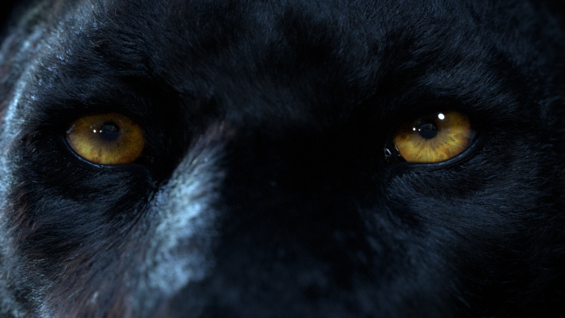 Imagefilm der Filmproduktion Panda Pictures aus München und Ulm für Maxikraft. Die Großaufnahme zeigt die eindringlichen gelben Augen eines schwarzen Panthers mit intensivem Blick für eine dramatische Bildkomposition.