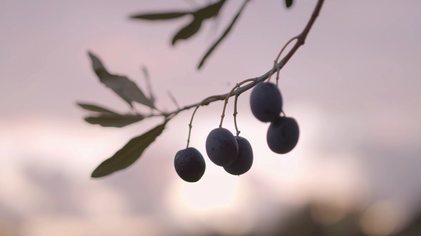 Filmproduktion Panda Pictures aus München und Ulm. Kurzfilm. Oliven hängen an einem Zweig vor einem weichen, farbenprächtigen Himmel, eine ästhetische Einstellung für den Filmschnitt.