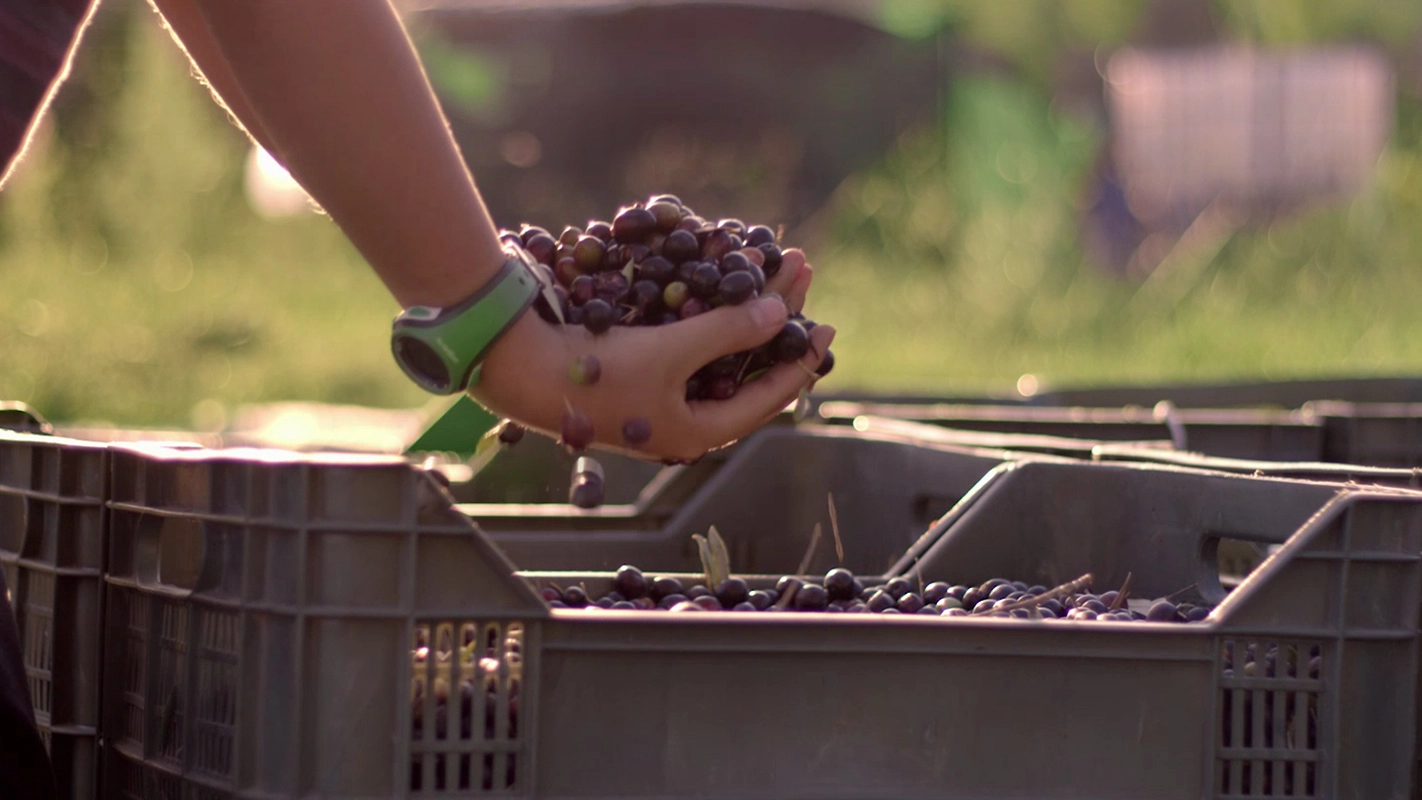 Filmproduktion Panda Pictures aus München und Ulm. Kurzfilm. Hände lassen geerntete Oliven in Kisten fallen, eine dynamische Einstellung, die den Arbeitsprozess der Ernte darstellt.