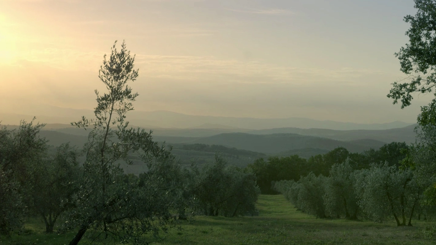 Filmproduktion Panda Pictures aus München und Ulm. Kurzfilm. Ein Olivenhain in der Ferne mit sanften Hügeln, die Kulisse für eine weite Einstellungsgröße und landschaftliche Impressionen.