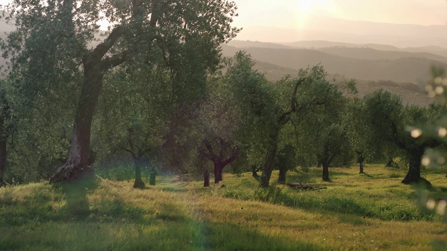 Filmproduktion Panda Pictures aus München und Ulm. Kurzfilm. Ein weitläufiger Olivenhain im goldenen Licht der Abenddämmerung, ideal für eine stimmungsvolle Eröffnungsszene.