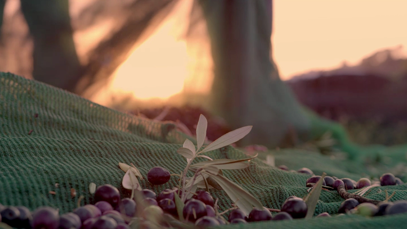 Filmproduktion Panda Pictures aus München und Ulm. Kurzfilm. Geerntete Oliven liegen auf einem Netz im goldenen Licht, eine Detailaufnahme, die die Ernteatmosphäre filmisch einfängt.