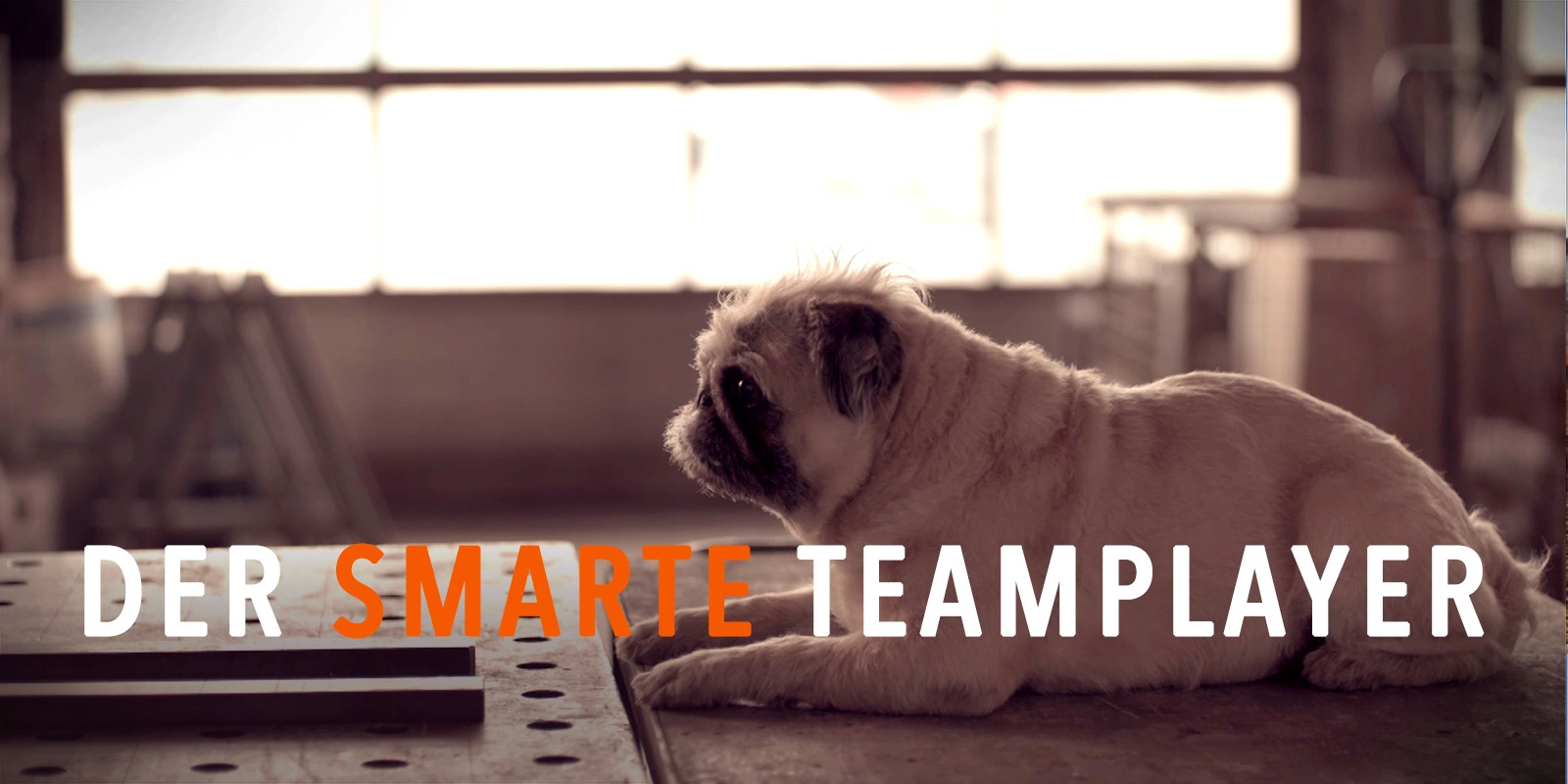 Produktfilm der Filmproduktion Panda Pictures aus München und Ulm für ifm. Ein Mops liegt auf einem Tisch mit Text "DER SMARTE TEAMPLAYER", eine Szene der Filmproduktion.