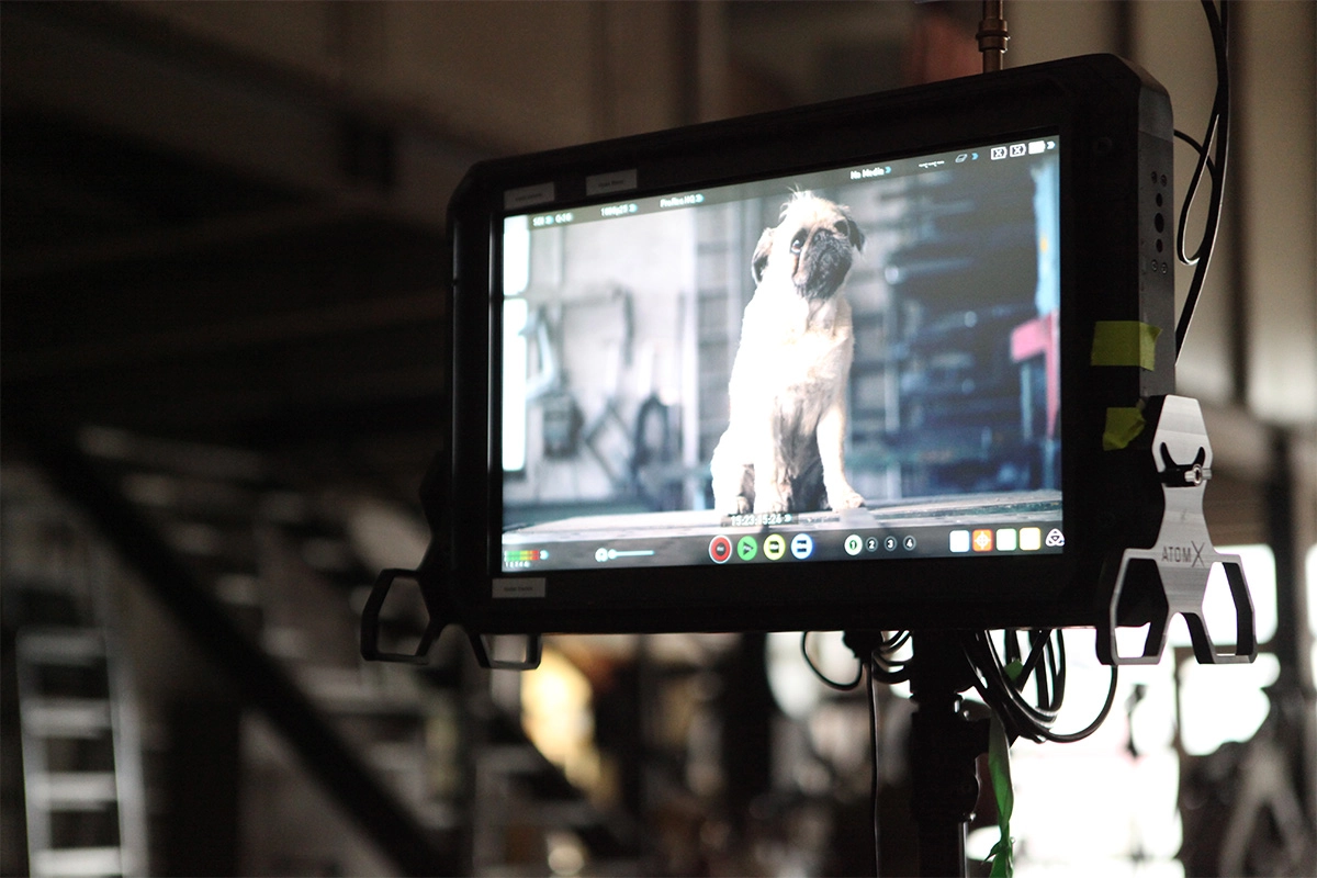 Produktfilm der Filmproduktion Panda Pictures aus München und Ulm für ifm. Produktfilm der Filmproduktion Panda Pictures aus München und Ulm für ifm. Ein Produktionsmonitor zeigt einen Mops. Nahaufnahme des Monitors.