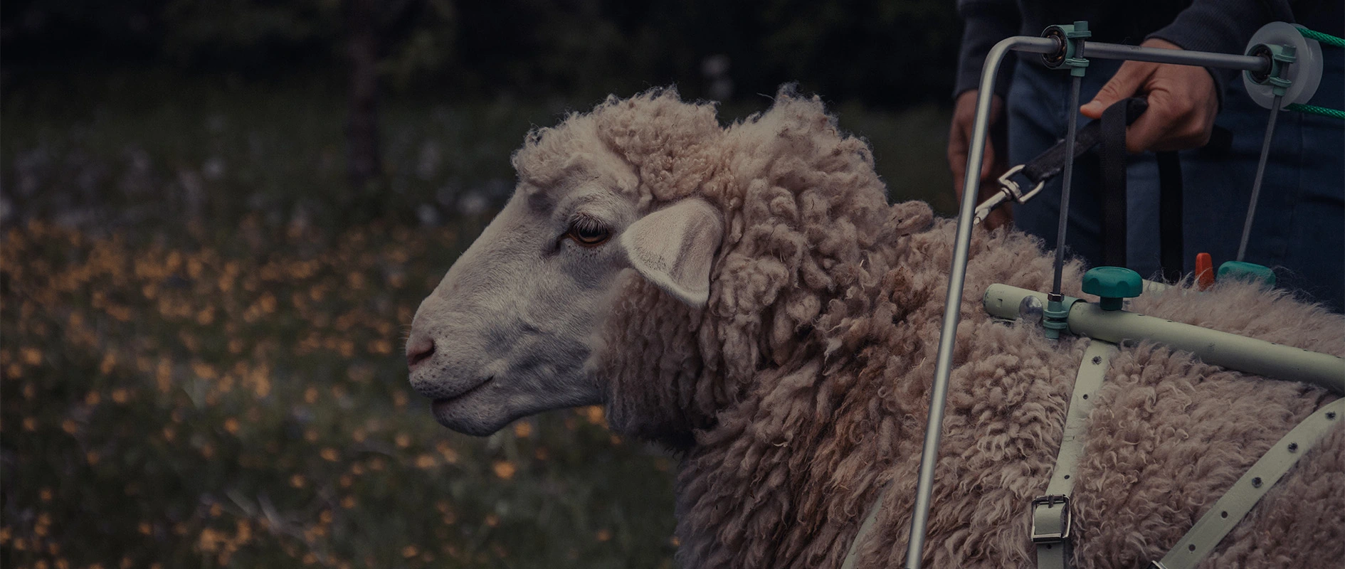 Imagefilm der Filmproduktion Panda Pictures aus München und Ulm für Scheuermann & Heilig. Ein Schaf mit einem speziellen Geschirr steht im Fokus einer Einstellung, während die Crew im Hintergrund die Tierdarsteller beaufsichtigt.