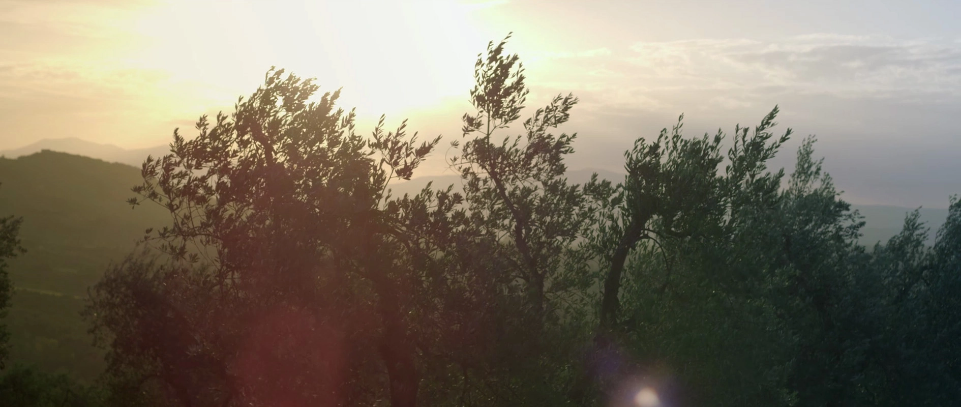 Filmproduktion Panda Pictures aus München und Ulm zum Thema Tränen der Olive – ein Kurzfilm. Olivenbäume im Wind, von der tiefstehenden Sonne angestrahlt. Bei den Dreharbeiten wird das natürliche Licht genutzt, um eine authentische Atmosphäre zu schaffen.