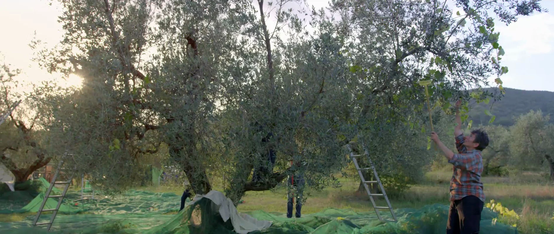 Filmproduktion Panda Pictures aus München und Ulm zum Thema Tränen der Olive – ein Kurzfilm. Menschen bei der traditionellen Olivenernte mit Leitern und Netzen. Die Dreharbeiten für den Kurzfilm fangen die gemeinschaftliche Arbeit authentisch ein.