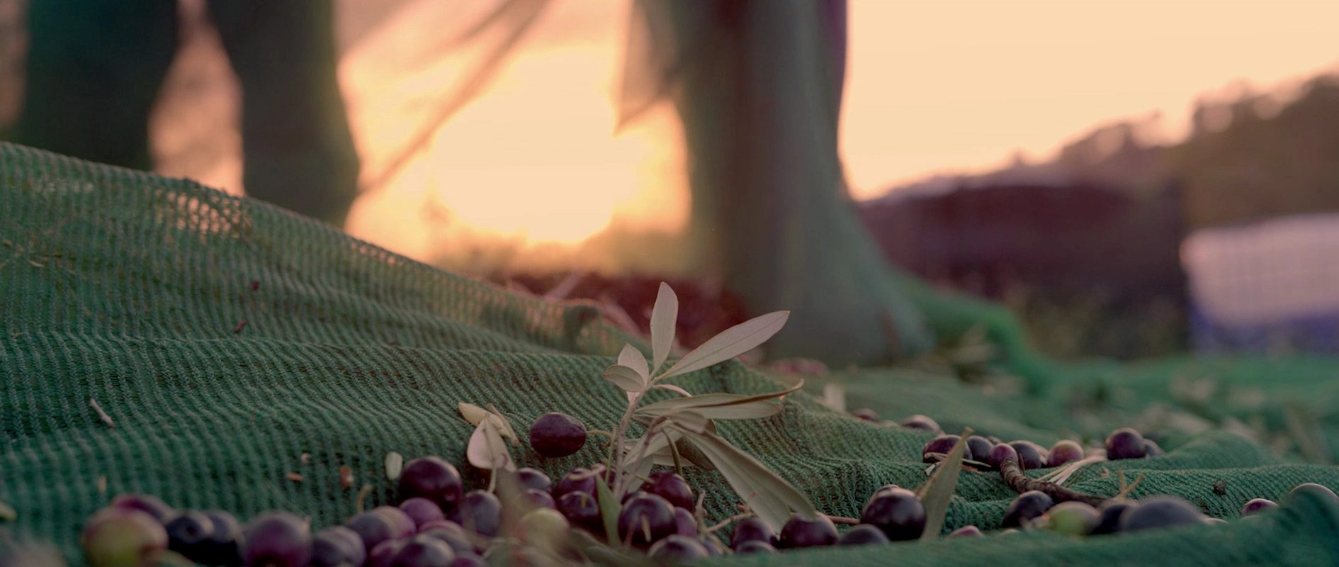 Filmproduktion Panda Pictures aus München und Ulm zum Thema Tränen der Olive – ein Kurzfilm. Geerntete Oliven liegen auf einem Netz am Boden im Sonnenuntergang. In der Postproduktion wird die Farbgebung optimiert, um eine poetische Bildsprache zu erzeugen.