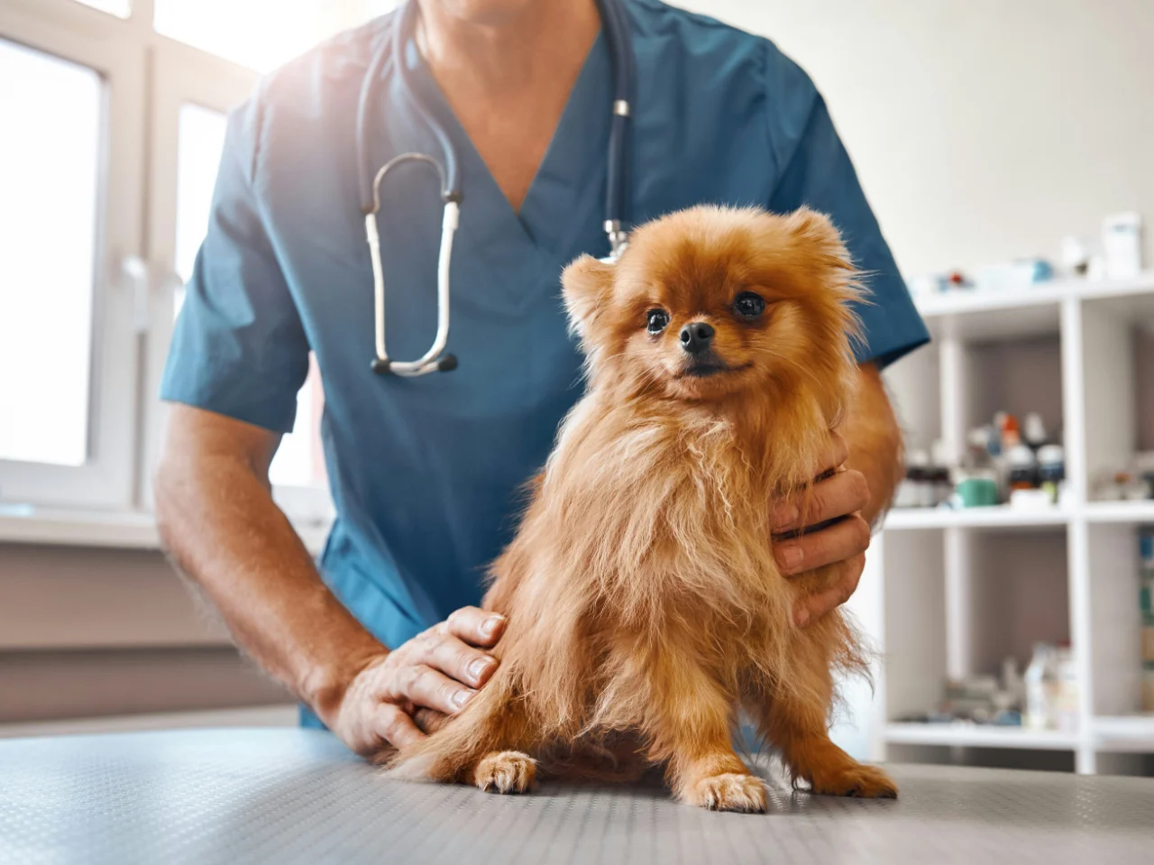 Veterinarian examining a small dog after it ate pear seeds or a core