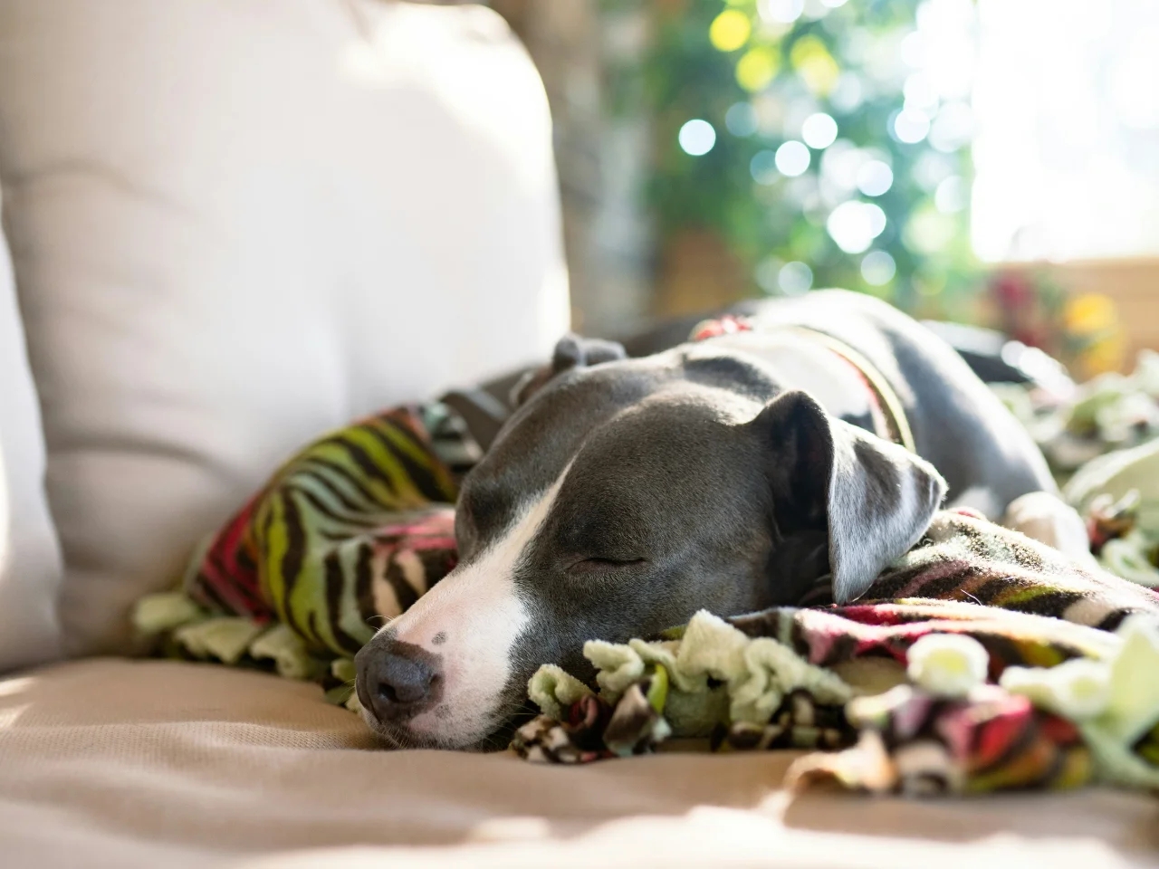 Dog sleeping on a blanket on the couch while recovering from canine influenza