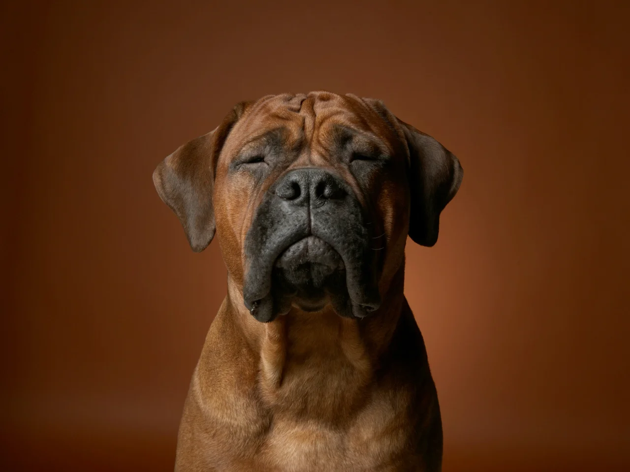 Large brown dog looking tired, a common cold symptom in dogs