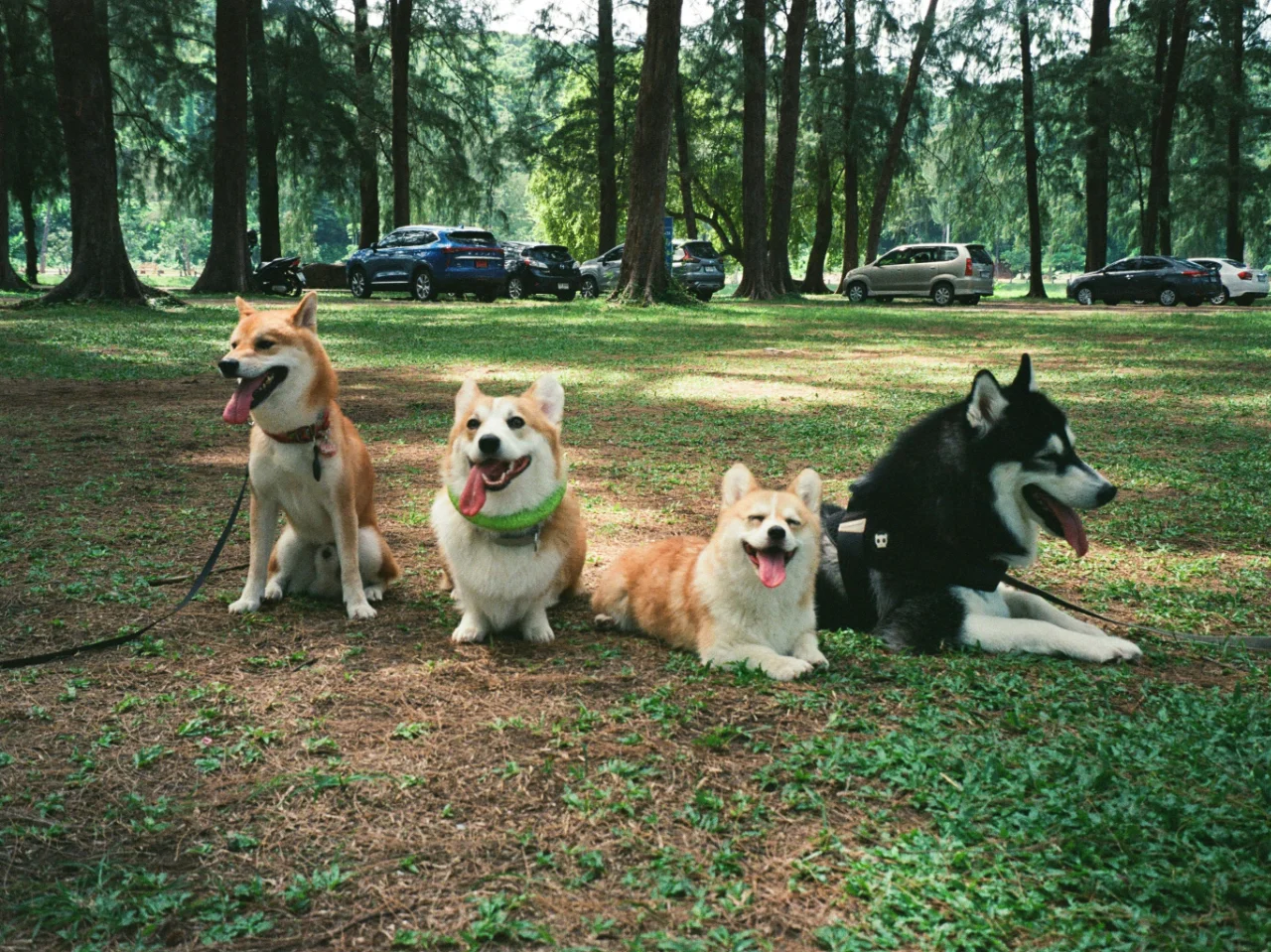 Group of dogs sitting together in a field where respiratory infections can spread
