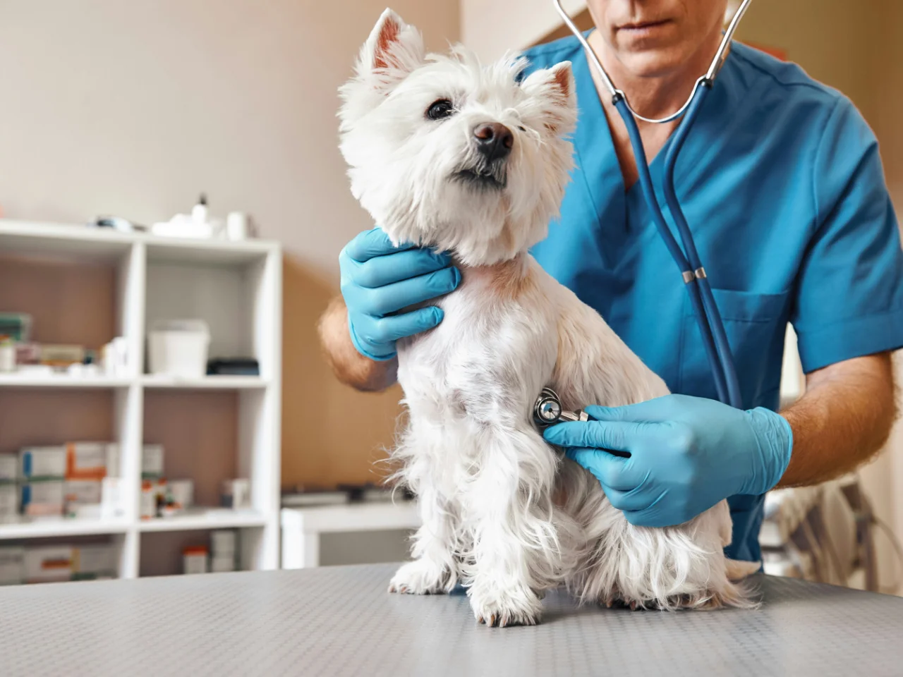 Veterinarian using a stethoscope to check a dog for a respiratory infection