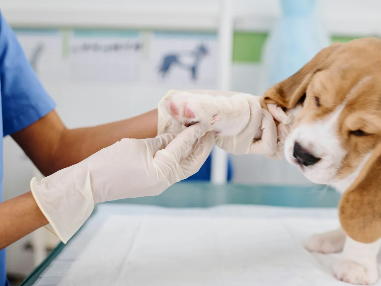 Veterinarian in gloves examining a dog before cold and flu vaccinations