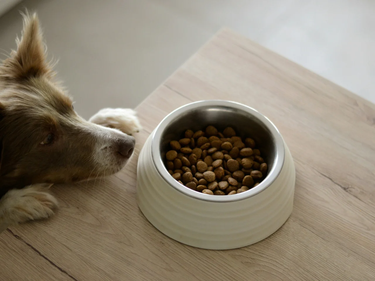 Brown and white dog eating from a bowl with pumpkin added for digestion