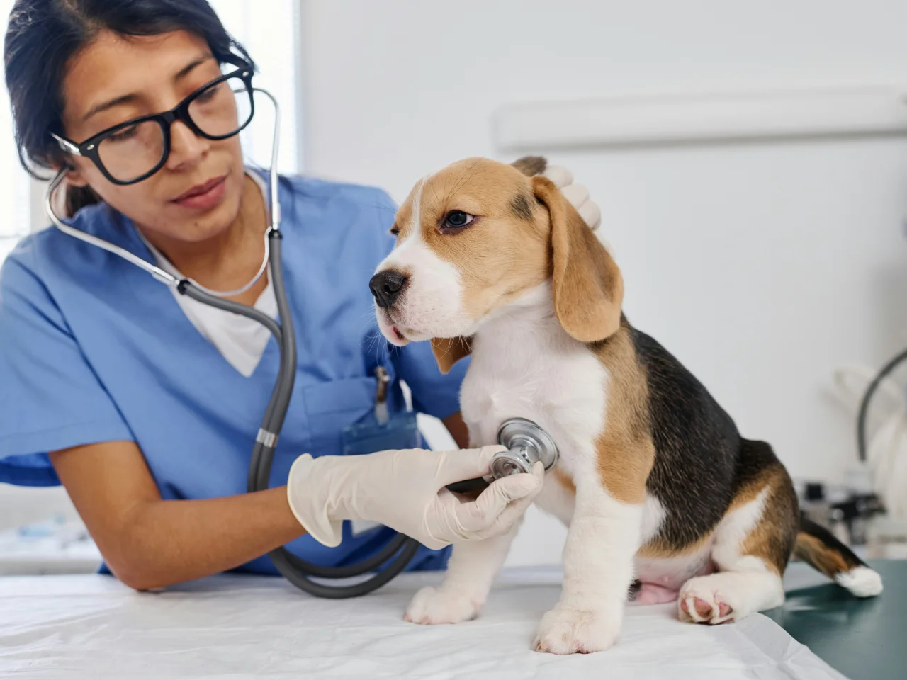 Veterinarian at work, ready to check a dog with ongoing diarrhea
