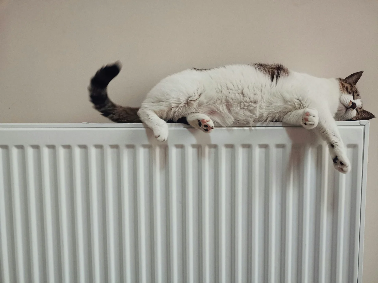 Black and white cat lying on a radiator heater, which dries out a cat's skin in winter