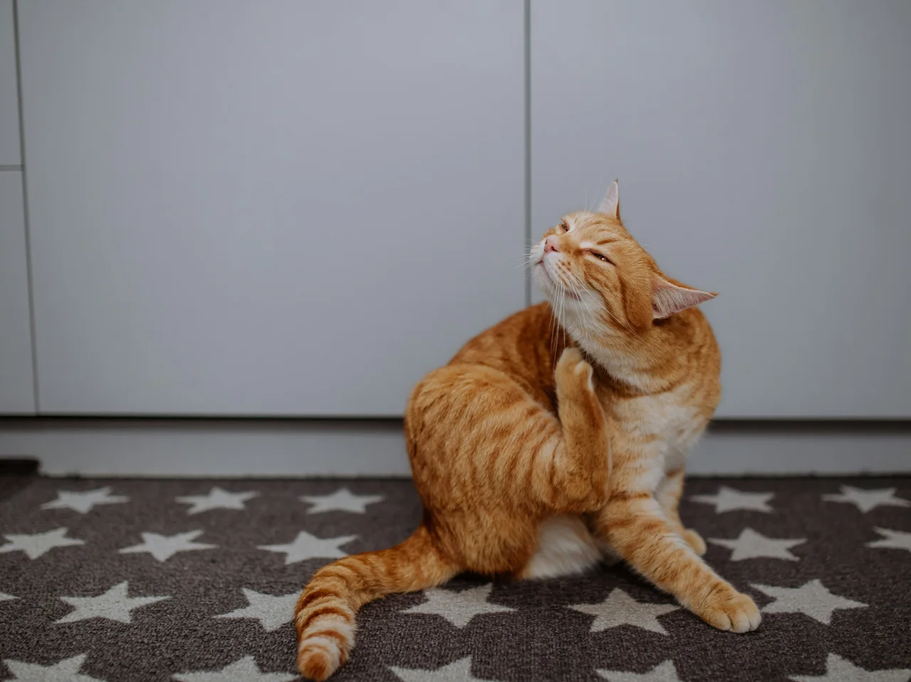 Ginger cat scratching itself indoors, a sign that dandruff may have another cause